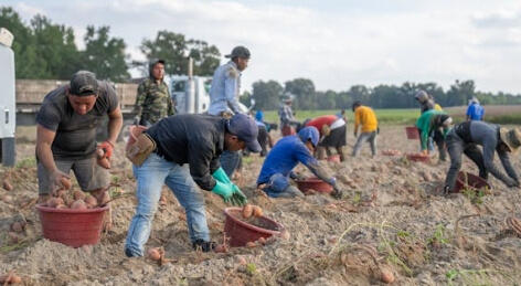 고구마 보관하는 법 완벽 가이드