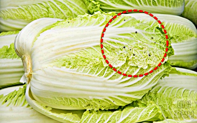 김장 배추 검은점,건강,팁줌 매일꿀정보
