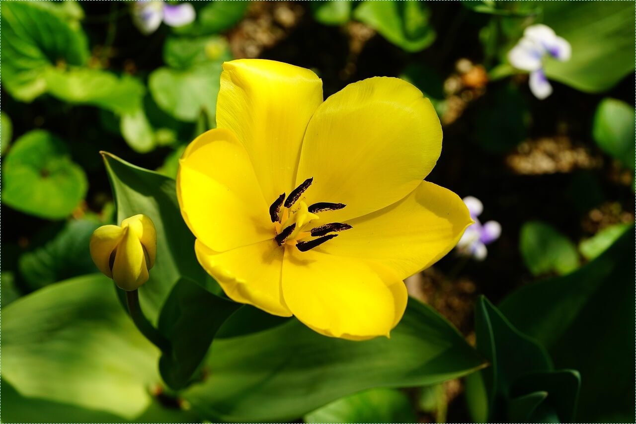 우체국 정기예금 금리