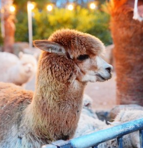 오늘n 동물카페 제주 어린왕자감귤밭