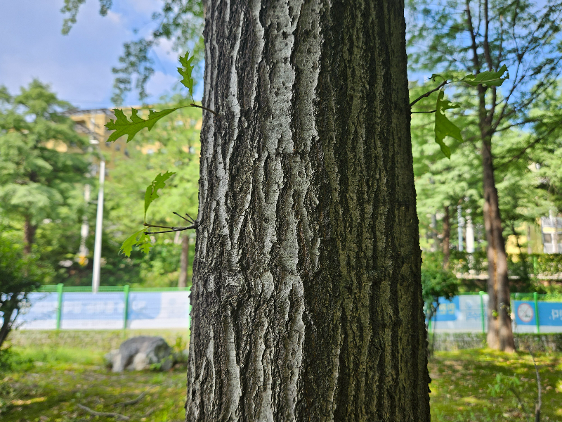 대왕참나무 수피2