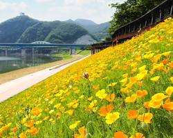 금영화 이미지 사진