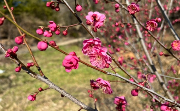 양산 원동 매화축제