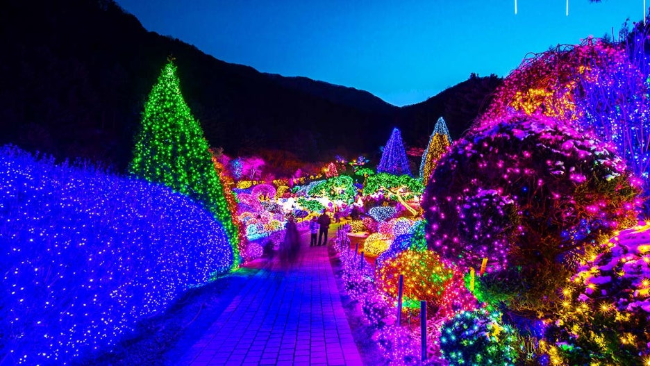 아침고요수목원 오색별빛정원전 겨울 야경 명소 지금 절정