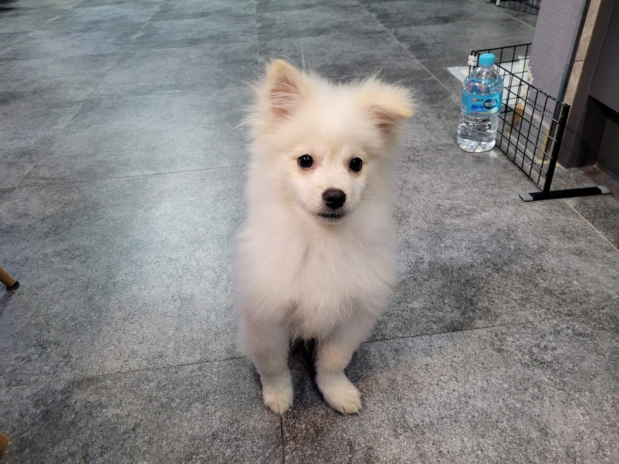 4개월 된 포메라니안