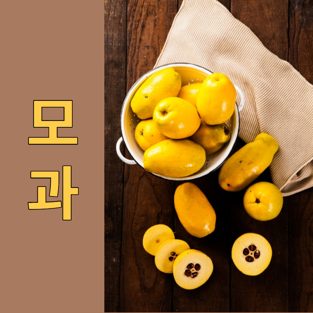 모과 효능 부작용