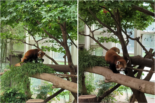 밥 먹고 자러 이동하는 레시