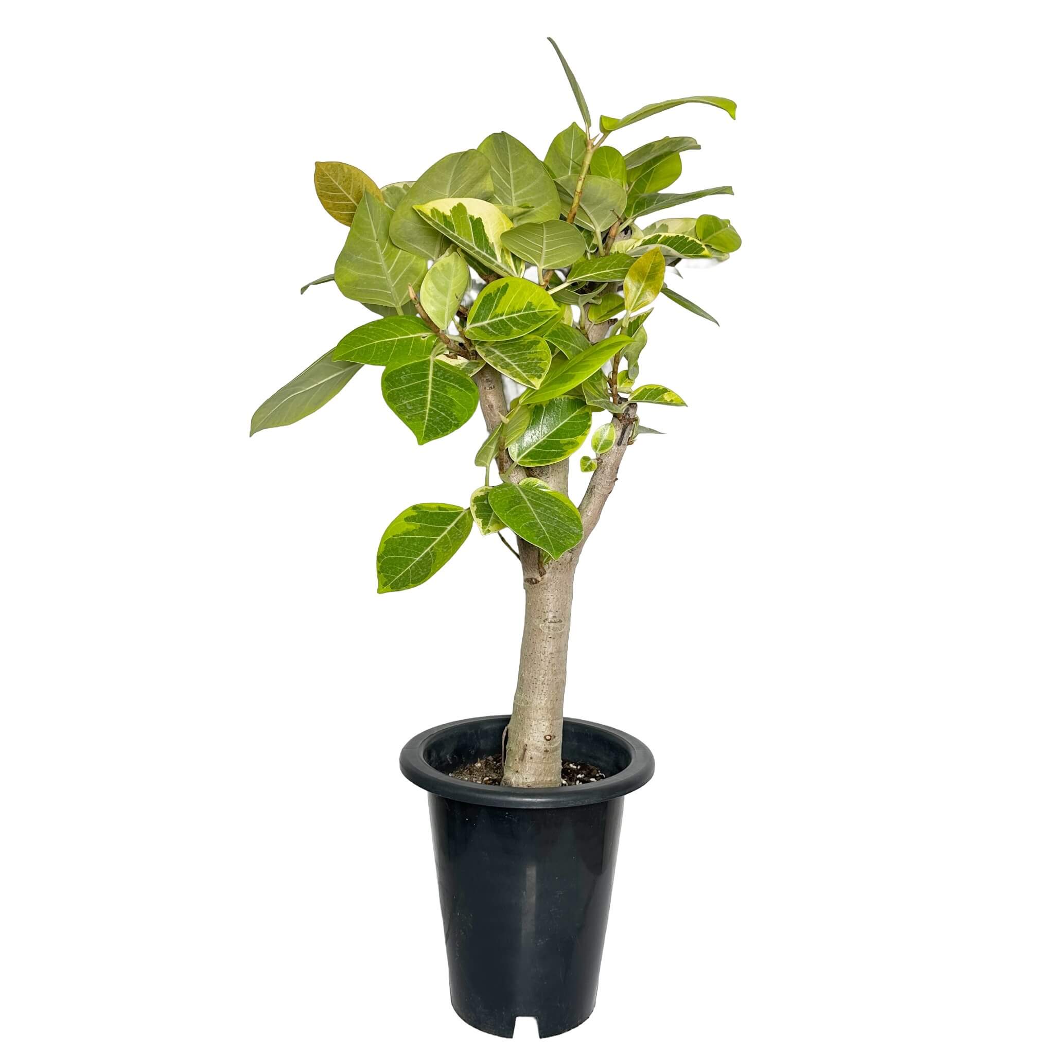 뱅갈 고무나무 실내에서 키우는 법