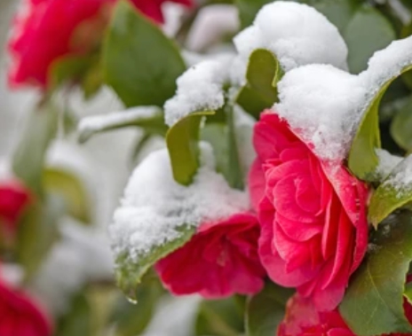 겨울 꽃 동백나무