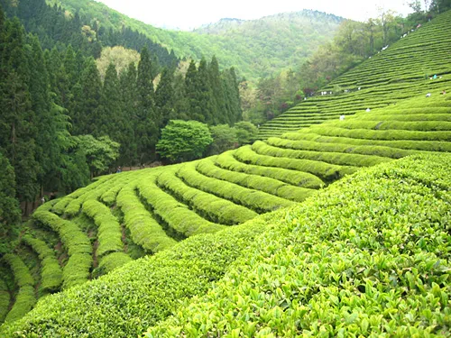 보성 녹차밭 대한다원 입장료 주차 코스 정보 총정리_9