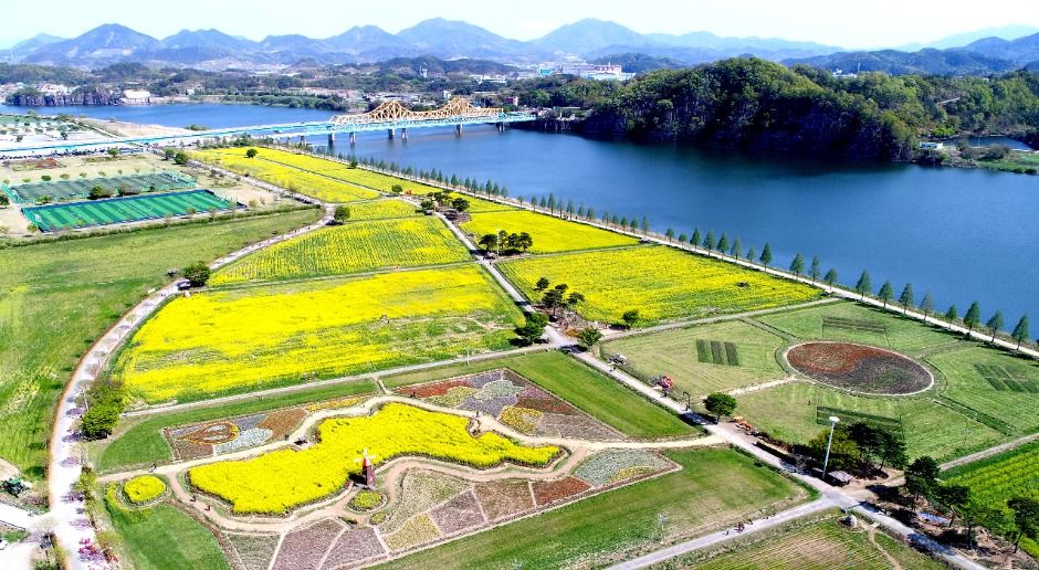 창녕 낙동강 유채꽃 축제