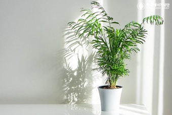 생활을 위한 실내 식물 BEST 5