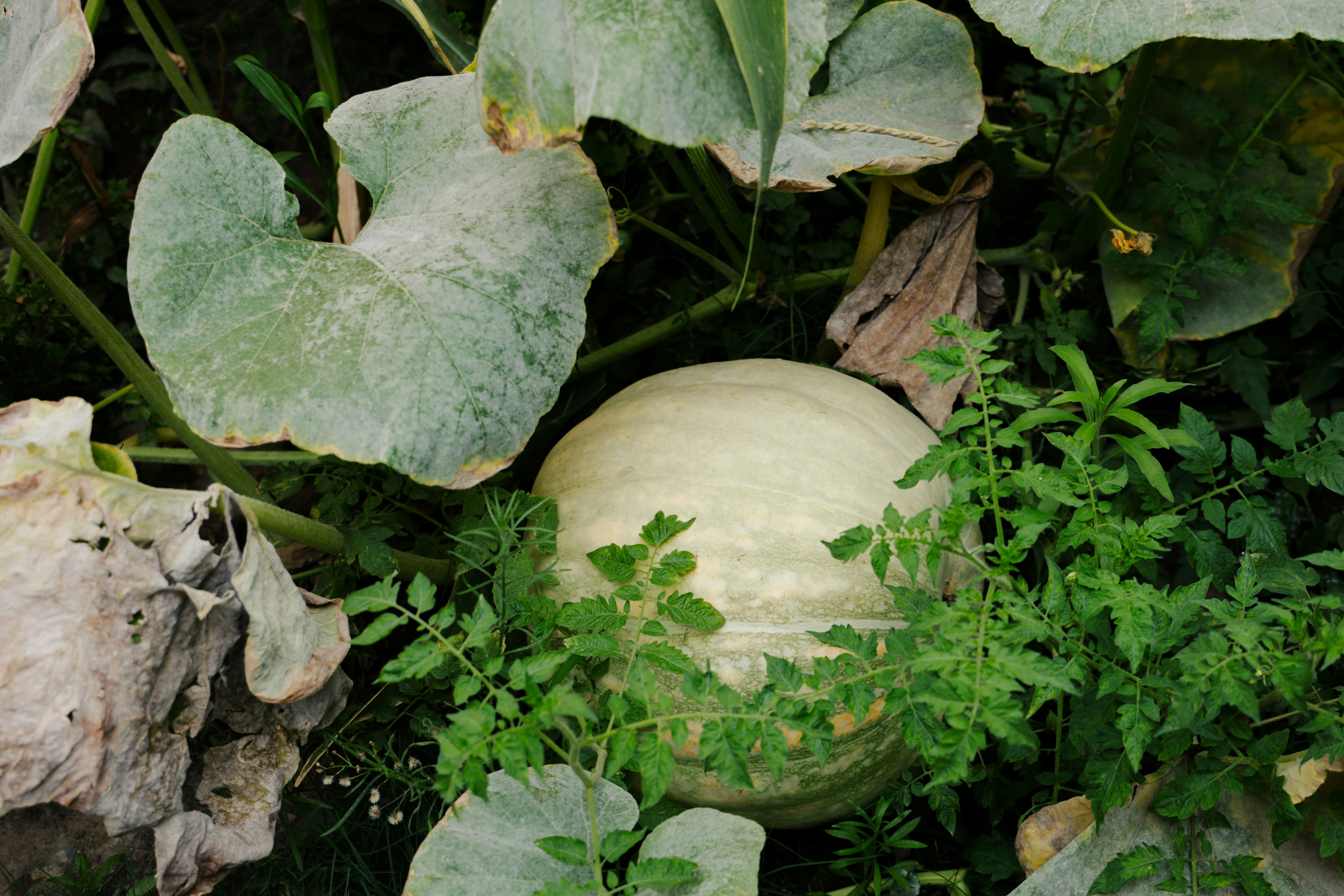 참외 순치기 방법