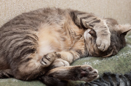 손으로 눈을 가리고 자는 고양이.