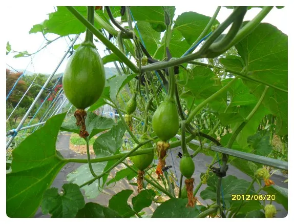 호박 재배 덩굴 유인 암꽃 관리 거름 주기_6