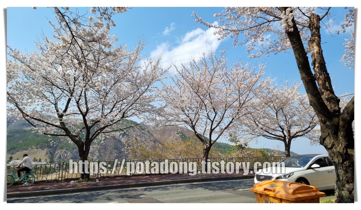 경주 벚꽃