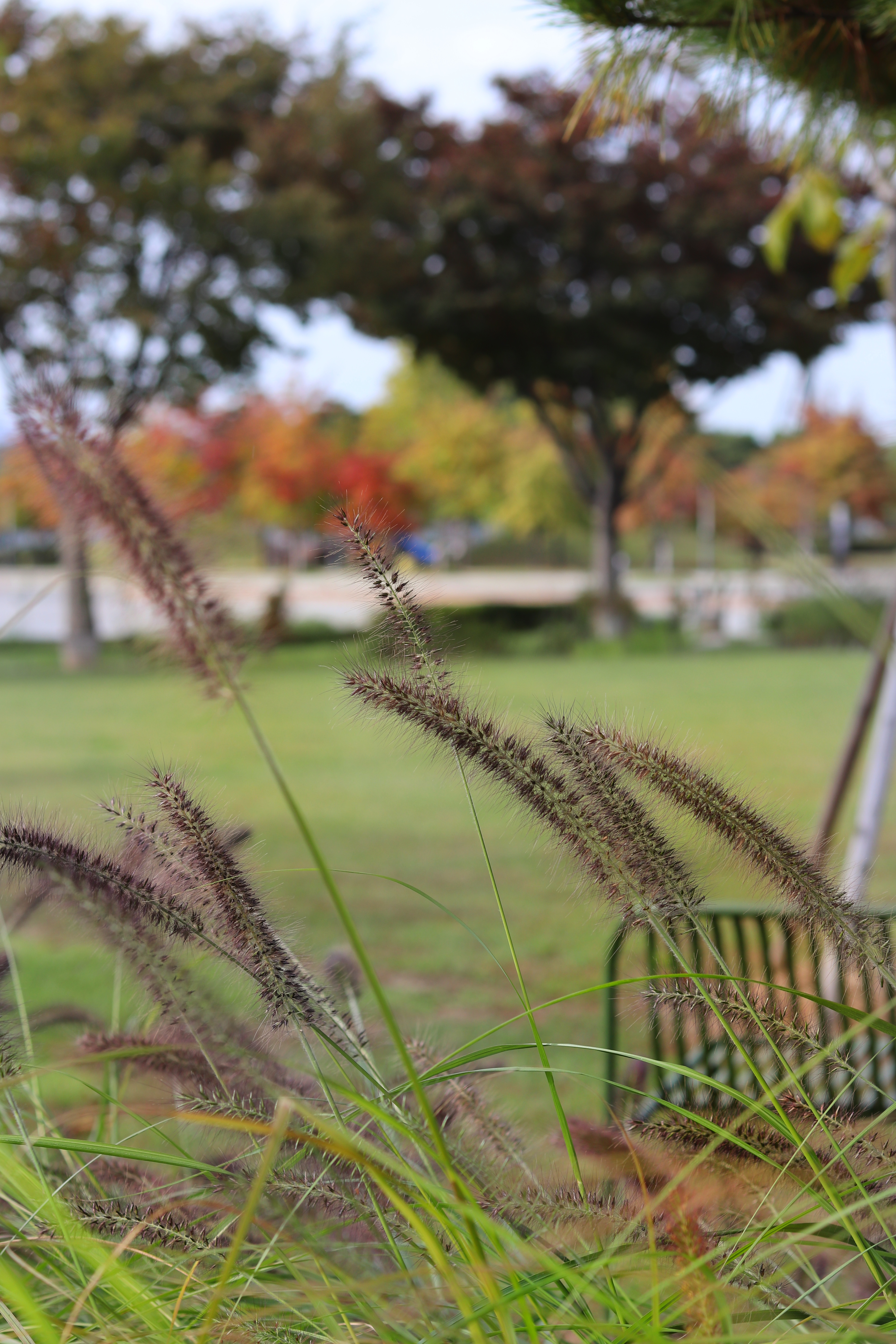 탄금대공원 가을 단풍 풍경