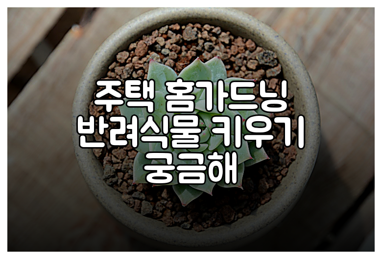 주택 홈가드닝 반려식물 키우기 궁금해