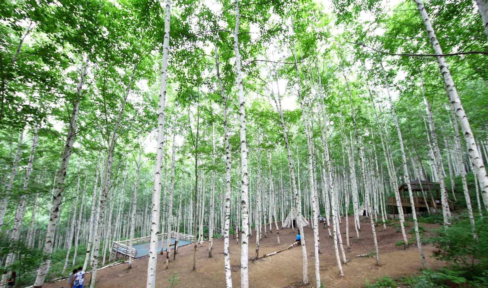 원대리 자작나무 숲