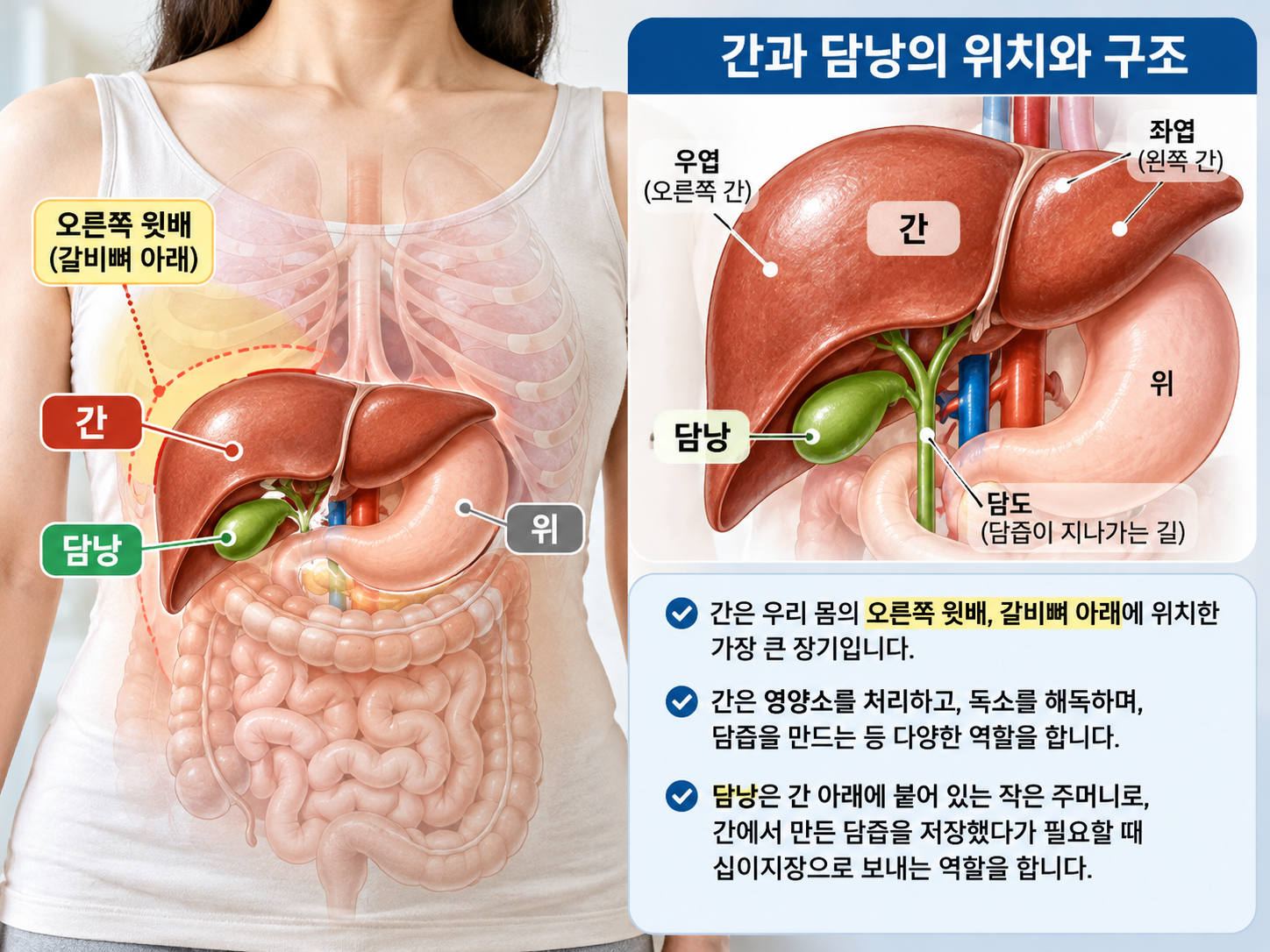 간의 위치를 보여주는 정확한 인체 의학 일러스트, 오른쪽 윗배의 간과 담낭 위치 표시 이미지