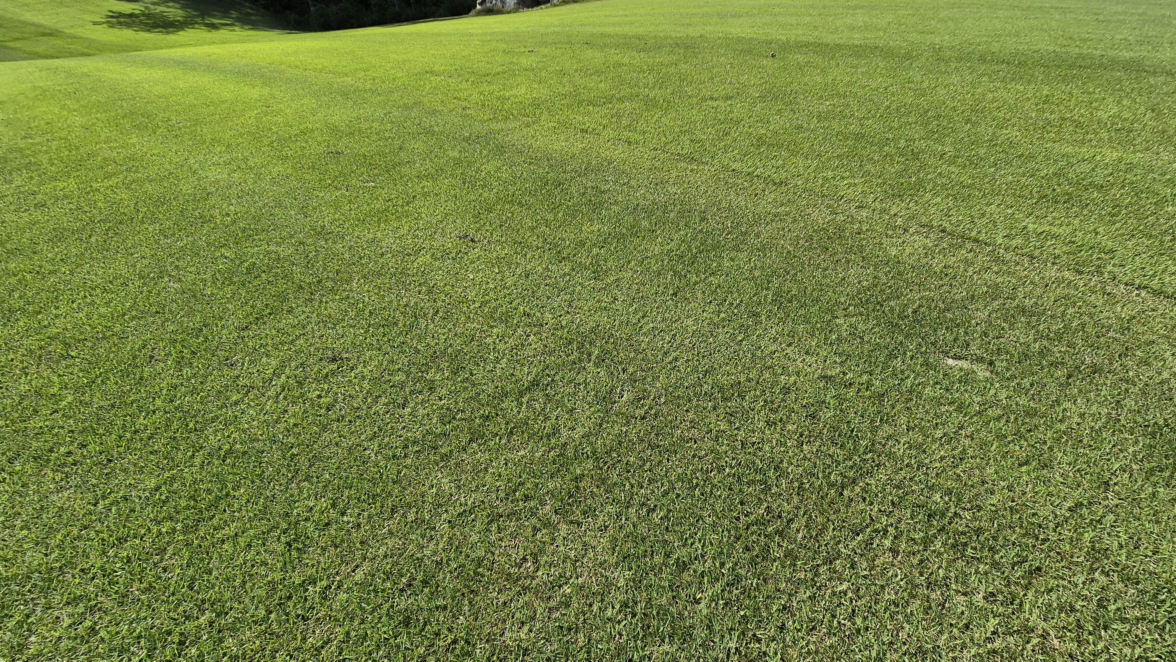 오로라cc 코스 관리 상태