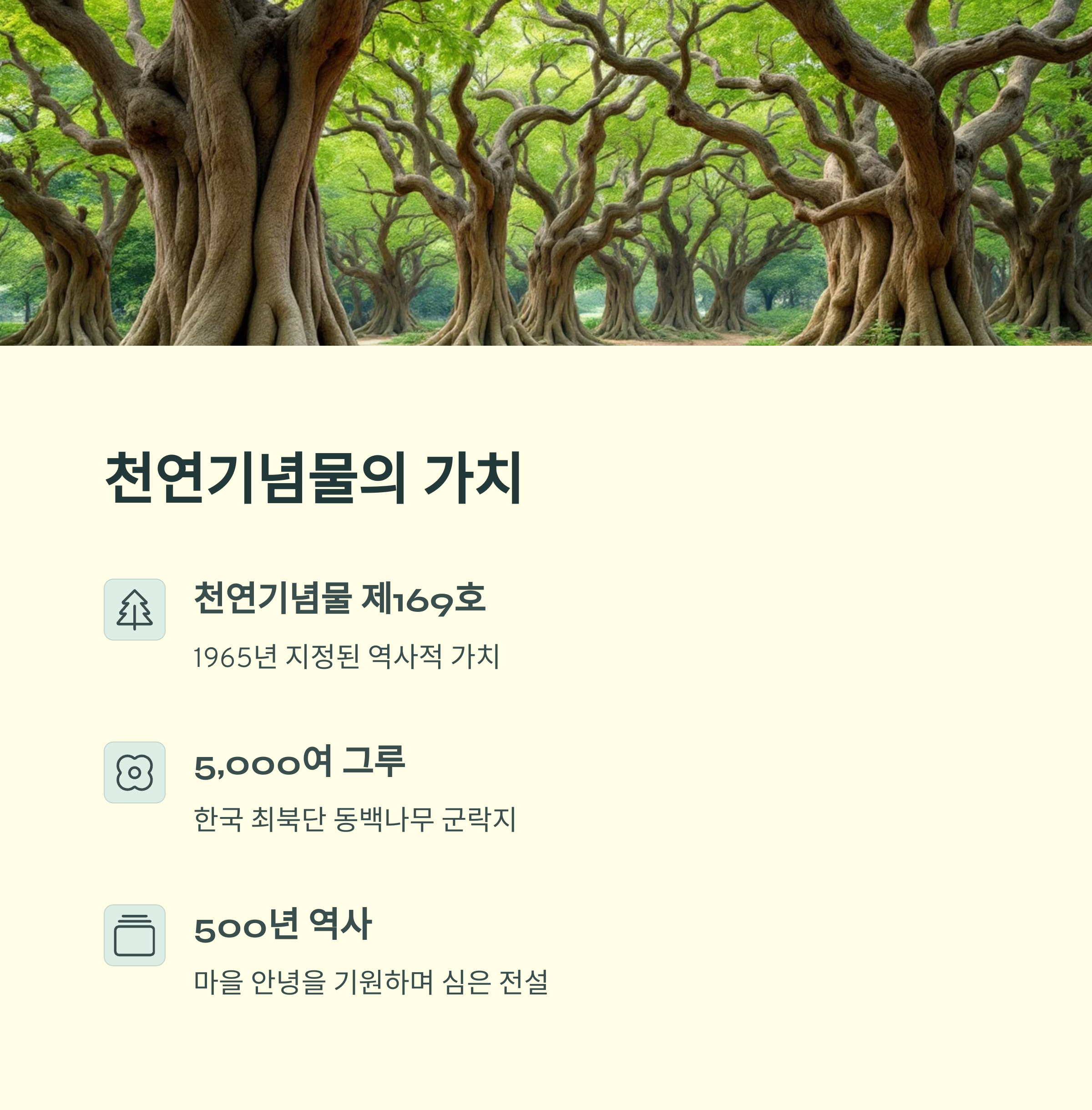 서천 마량리 동백나무숲