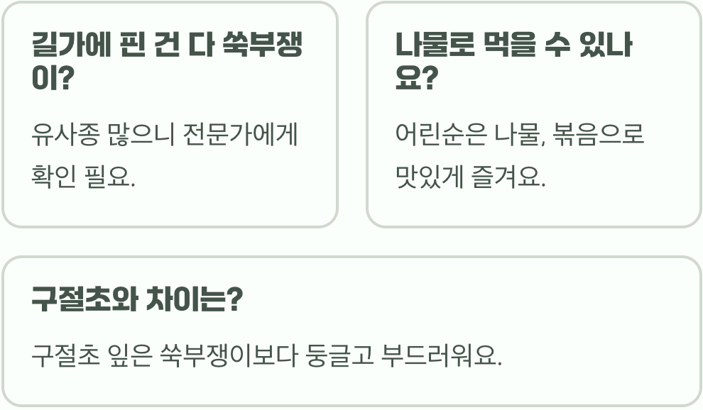 쑥부쟁이 국화와의 차이점 비교, 혼동하기 쉬운 가을 꽃 구별법