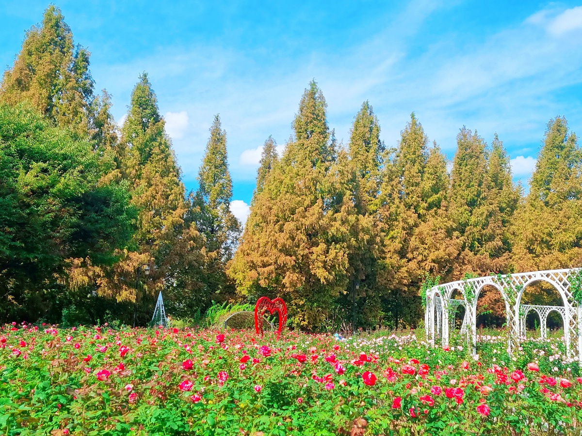 서울 근교 가을꽃 만발한, 경기도 고양시 강매석교공원 창릉천 코스모스축제
