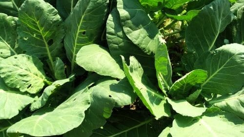 케일-효능-먹는법