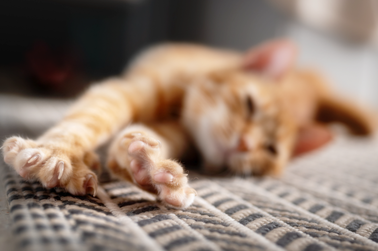 고양이에게 나타나는 관절염의 7가지 징후