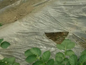 감자 재배 달력 파종 북주기 역병 관리 수확 및 저장_7