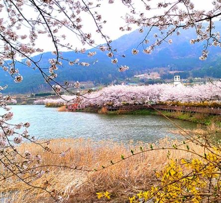 여수 벚꽃 명소