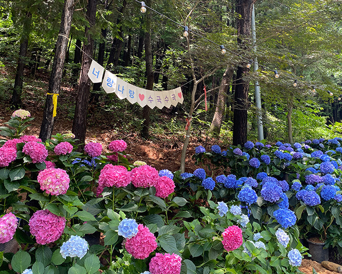 2025 강진 수국길 축제 : 축제 개요부터 방문 팁까지 총정리