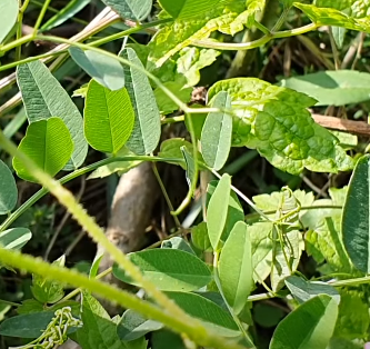 며느리밑씻개 풀