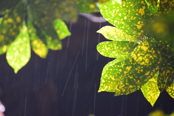 raining image