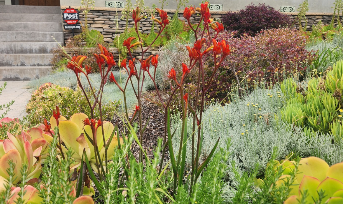 Anigozanthos 
❤️ 캥거루 포 (Kangaroo Paw)