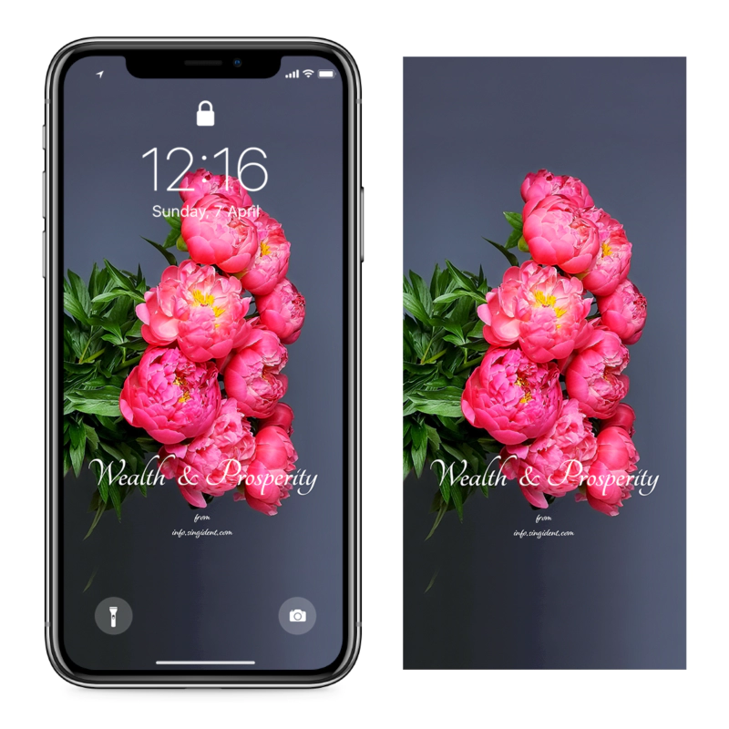 10 활짝 핀 목단꽃 C - Wealth and Prosperity 복들어오는배경화면