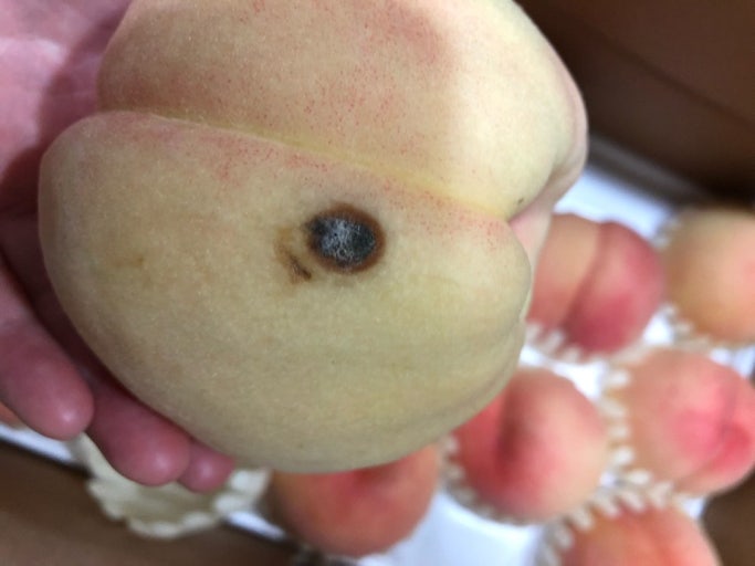 복숭아고르는법-상처-멍
