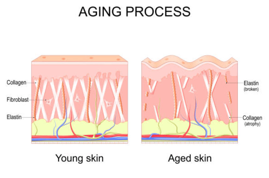 에버콜라겐 가격