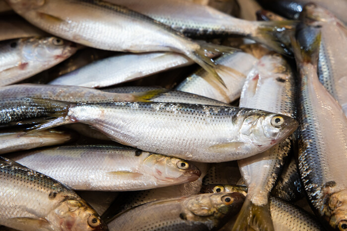 전어 효능 및 부작용