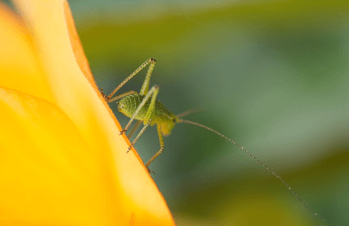 귀뚜라미 퇴치법