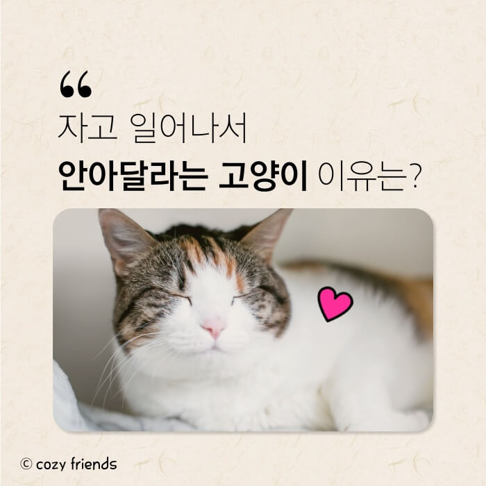 안아달라는 고양이-썸네일