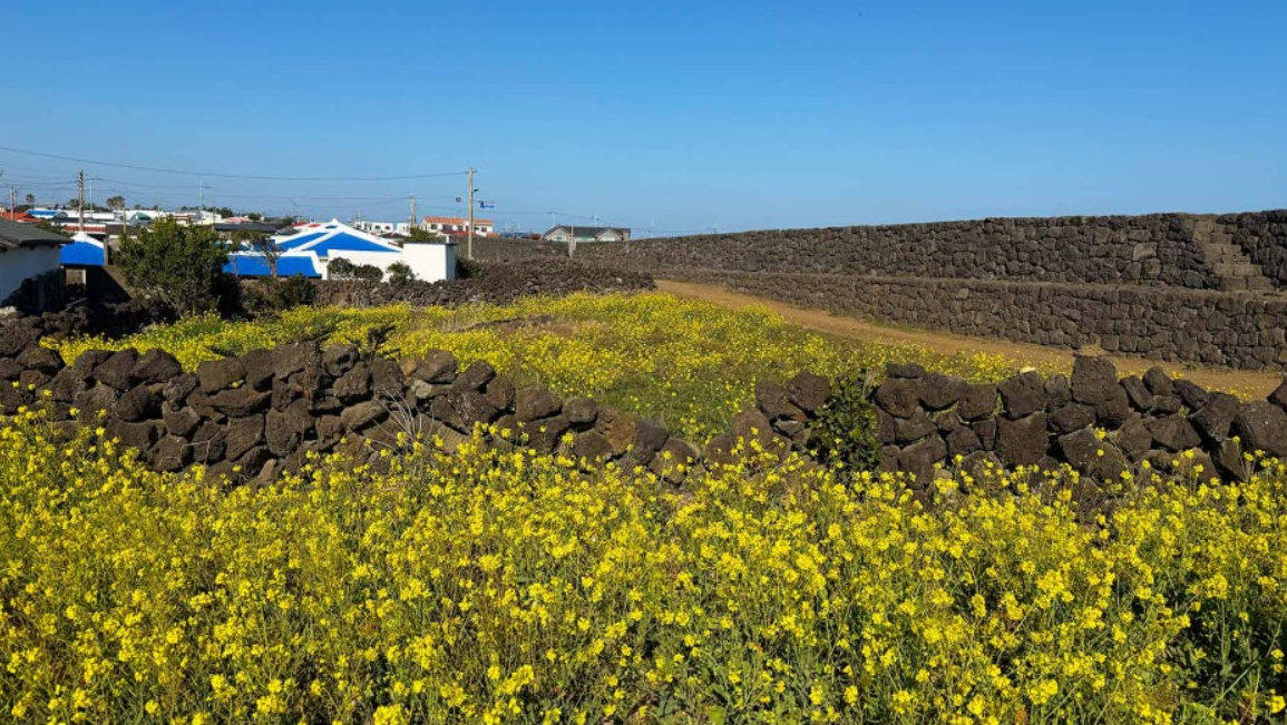 제주 별방진 유채꽃