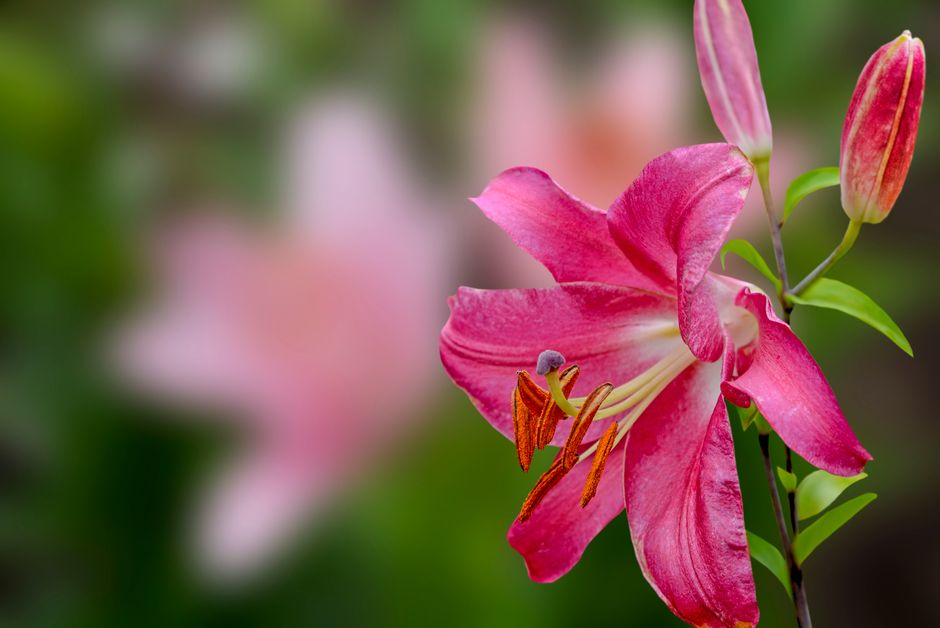 Stunning close-up of a vibrant pink lily flower in bloom, showcasing its natural beauty and elegance.