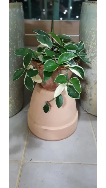 호야 키우기 꽃피우기 번식법 알고 물주기_25