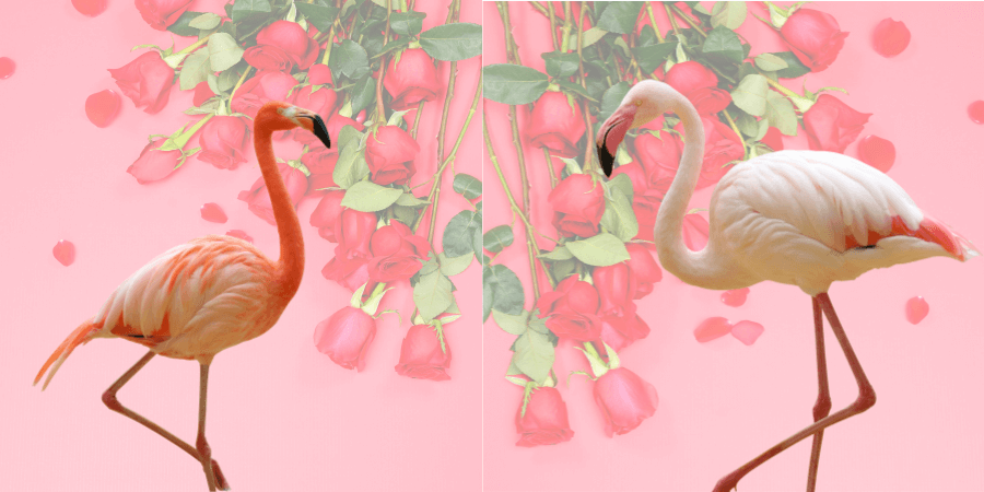 플라밍고, 홍학