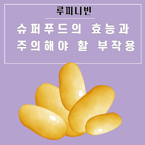 루피니빈-슈퍼푸드-효능-부작용