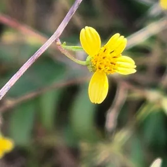 도깨비바늘 귀침초 자연이 준 해독의 명약 건강 효과_21
