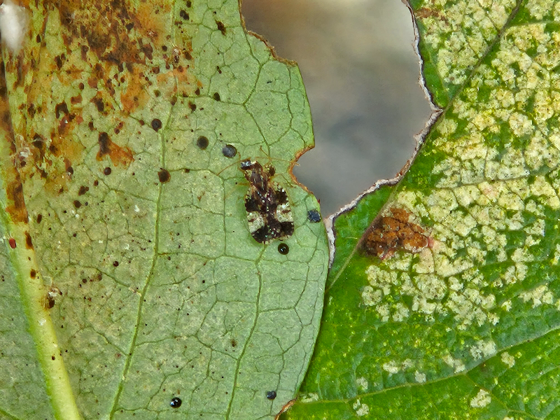 진달래방패벌레3