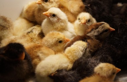 고병원성 조류인플루엔자